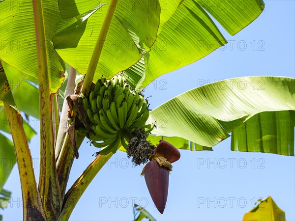 Green bananas on a banana tree