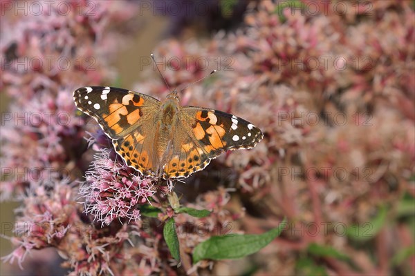 Painted lady