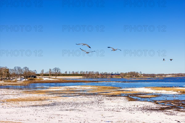 Flock of Cranes