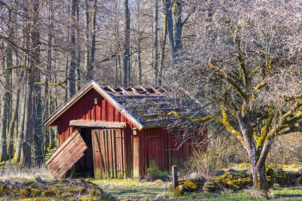 Old red wooden shed in bad condition by a stone wall at a farm in the forest