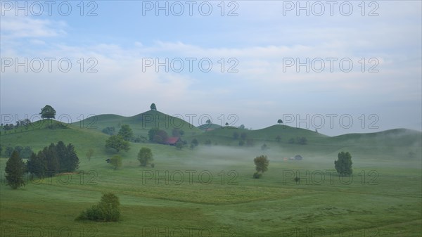 Green moraine hills landscape with meadows and lime trees with morning fog and cloudy sky