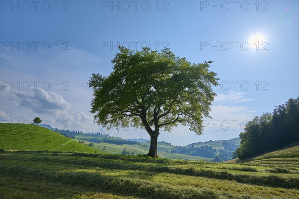 Single oak tree on a mown meadow under a blue sky with sun