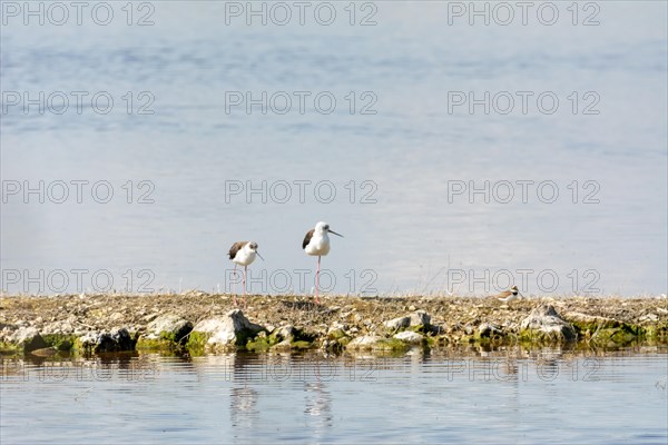 Water bird