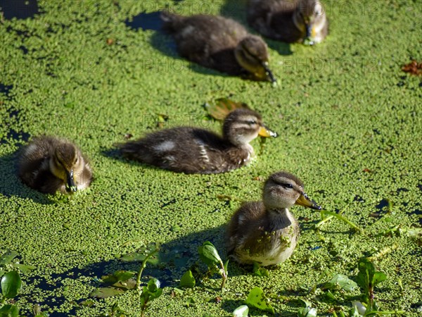 Chicks of free-ranging brown-headed ducks