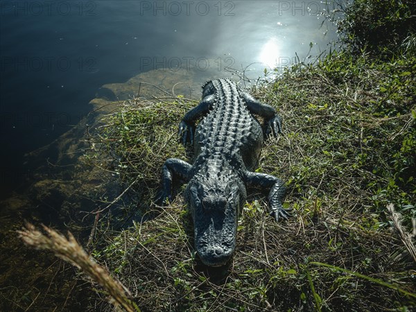 Alligator