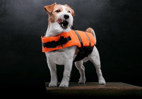 Pedigreed Jack Russell in the costume of a lifeguard Malibu stands on a pedestal in the studio.