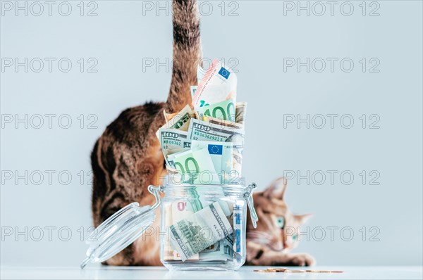 Cat posing on the background of a piggy bank. The concept of expenses for the maintenance of thoroughbred breeds of pets.