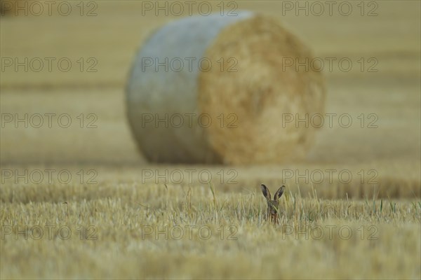 European brown hare