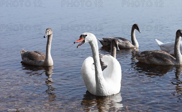 Family of swans swims across the lake in the morning sun. The concept of love