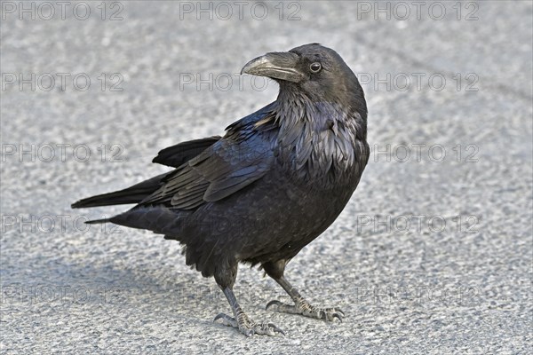 Common raven