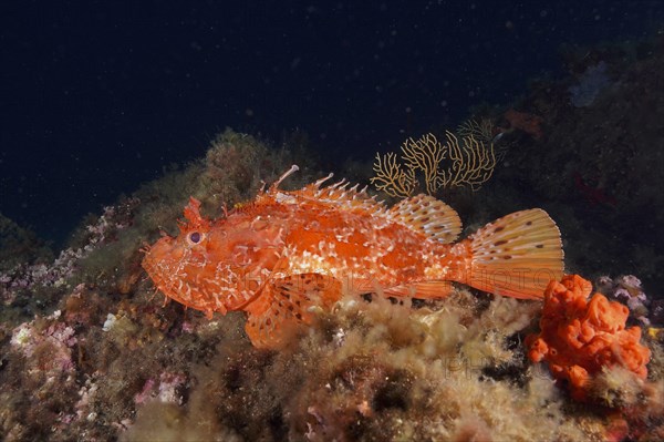 Large red scorpionfish