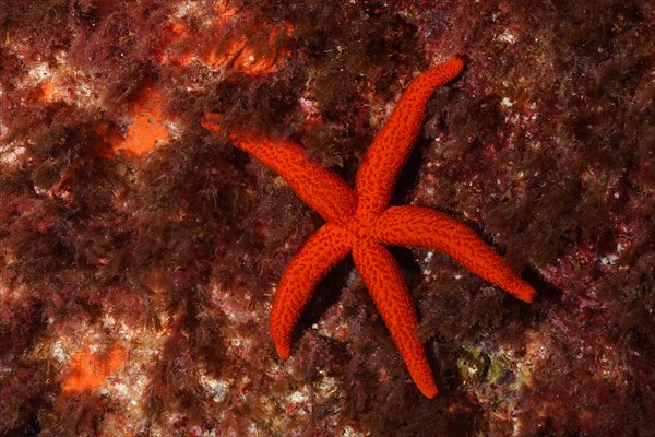 Mediterranean red sea star