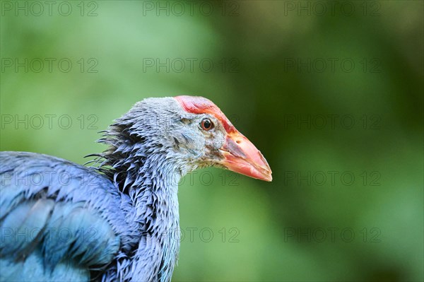 Western swamphen