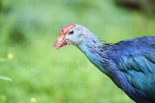 Western swamphen