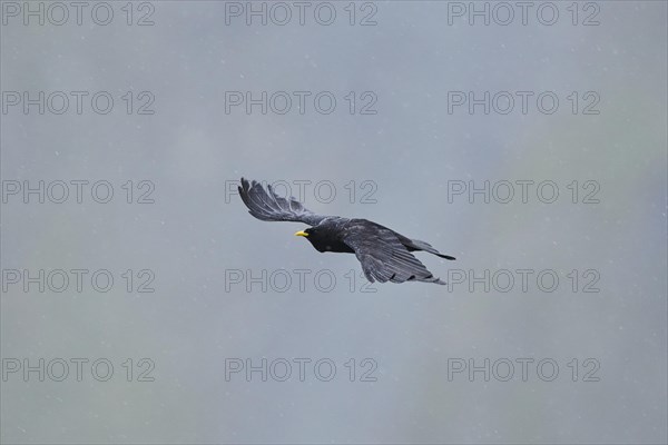 Yellow-billed chough