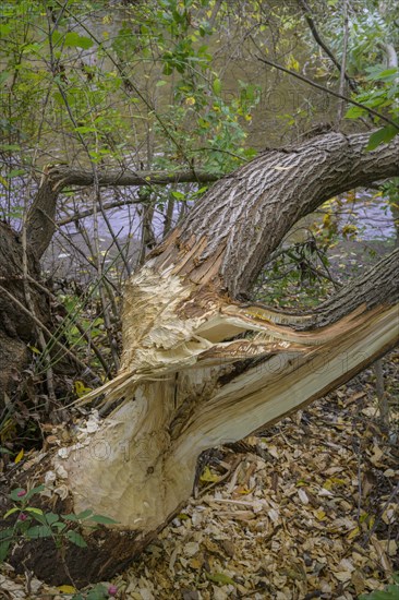 Tree felled by a beaver on the Triesting