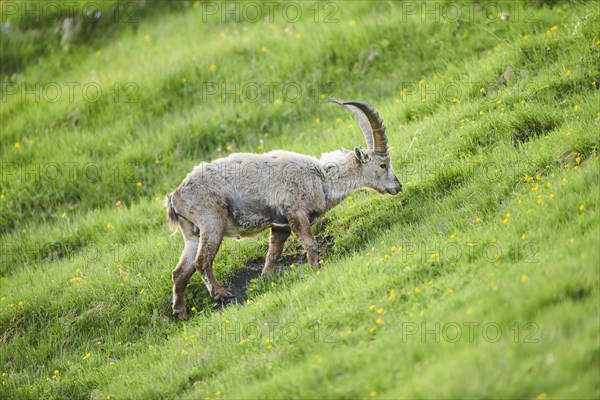 Alpine ibex