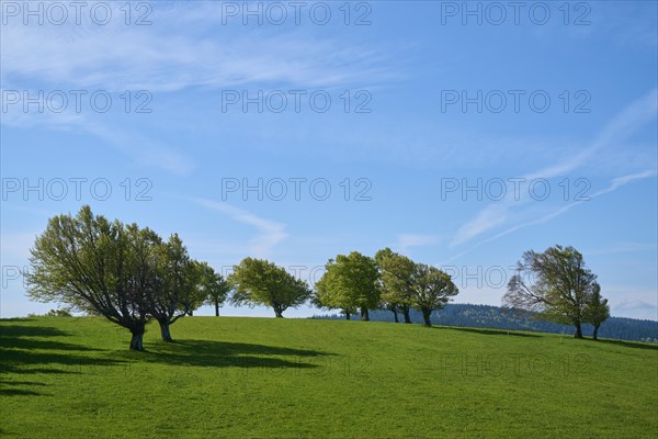 Meadow with copper beeches in spring