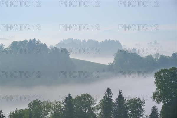 Morning mist gently envelops the hilly landscape and trees in a tranquil atmosphere