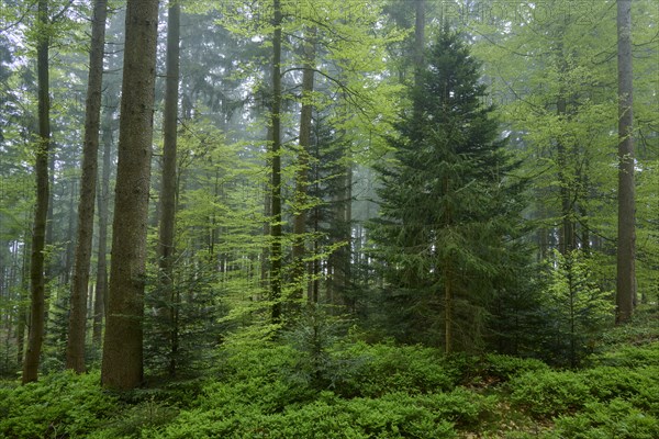 A misty forest full of green trees and plants creates a peaceful atmosphere