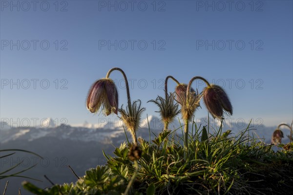 Alpine pasqueflower