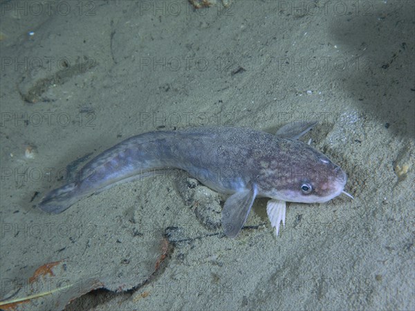 Burbot