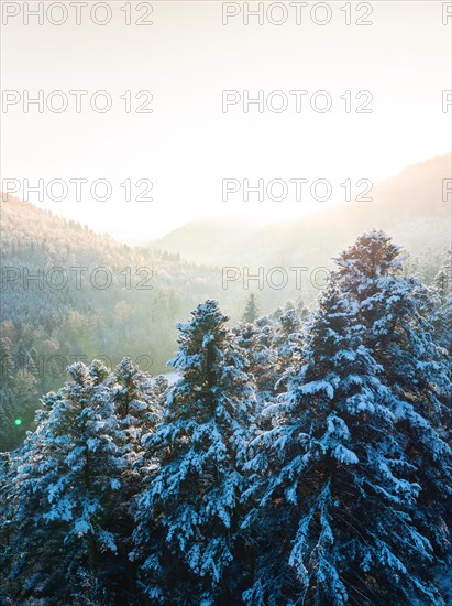 Mountain slope with snow-covered fir trees in the light of the early sunrise