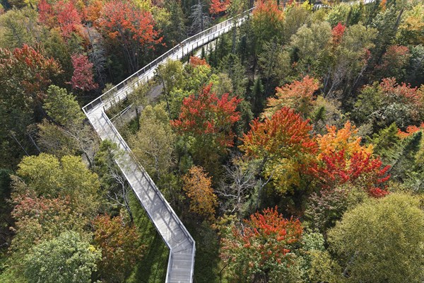 Tree top walkway in autumn