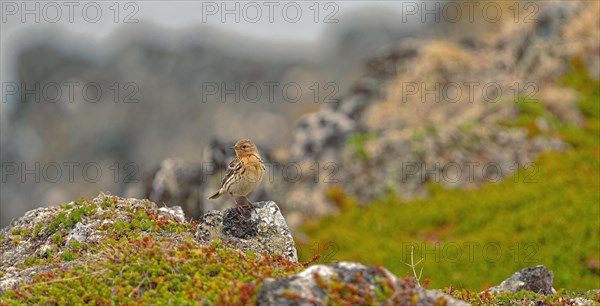 Red-throated pipit