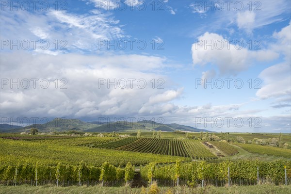 View over vineyards to the Palatinate Forest