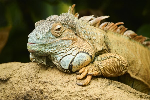 Green iguana