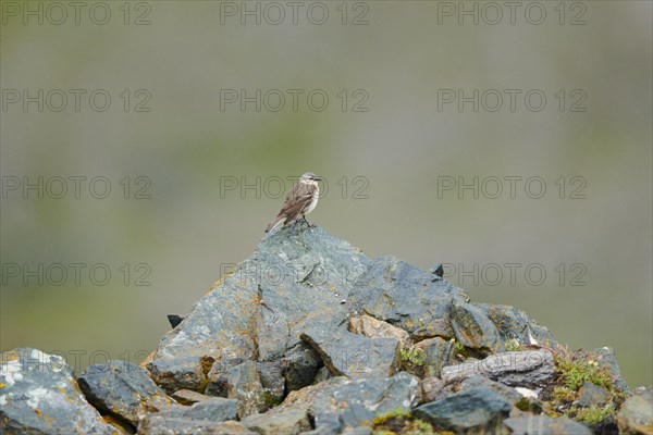 Water pipit