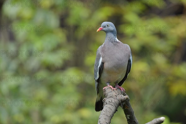 Common wood pigeon