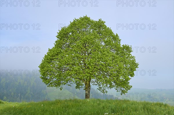 A lonely tree and cross on a hill