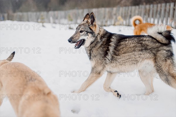 Siberian husky on a walk with other dogs on a winter day at an animal shelter