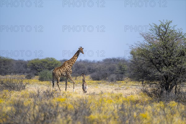 Two giraffes