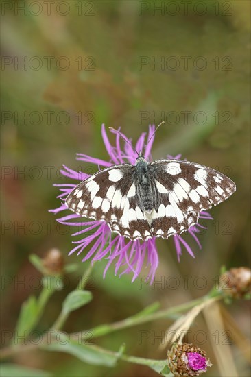 Marbled white