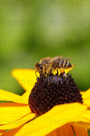 European honey bee