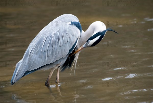 Grey heron