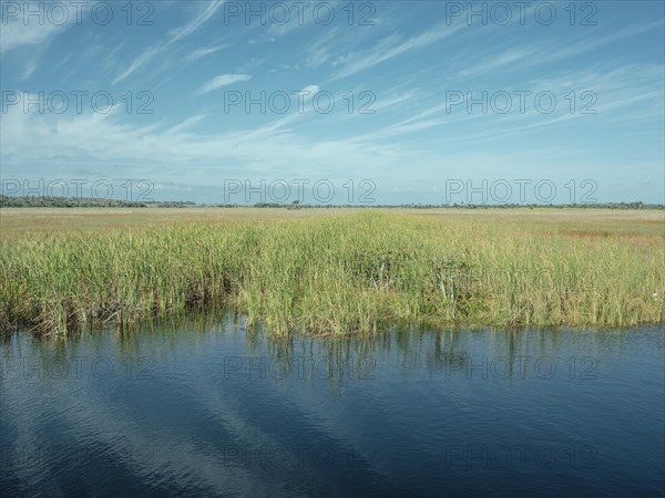 Reeds in a lagoon