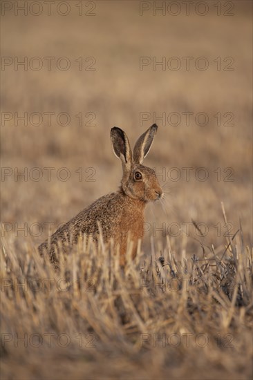 European brown hare