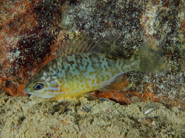 Pumpkinseed sunfish