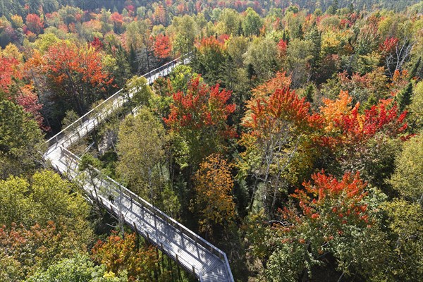 Tree top walkway in autumn