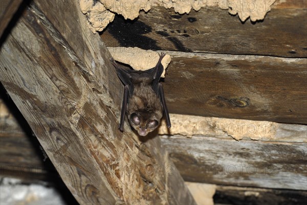 Lesser horseshoe bat