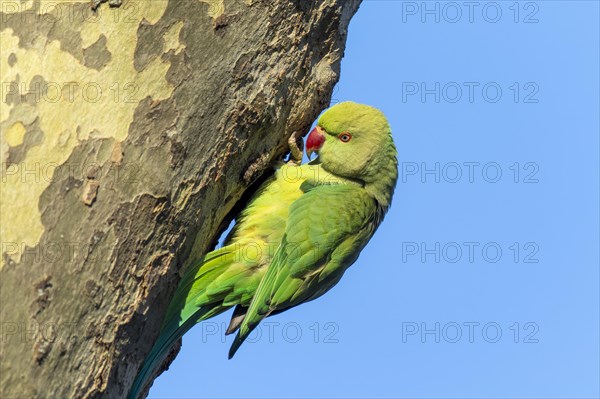 Rose-ringed parakeet