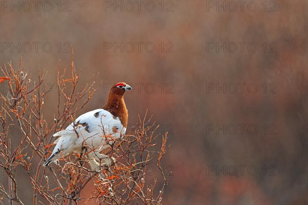 Willow ptarmigan