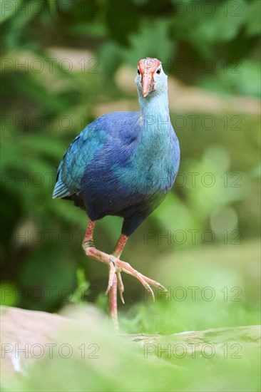 Western swamphen