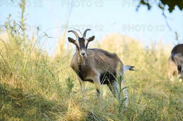 Domestic goat