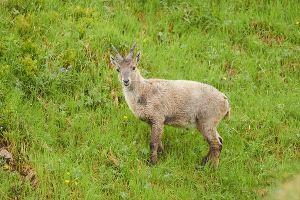 Alpine ibex