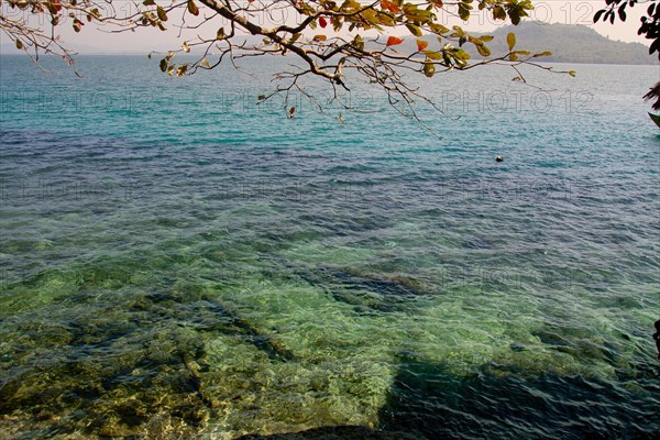 Tranquil seascape with clear water seen through branches with leaves